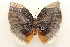  ( - 20-SRNP-1019)  @11 [ ] CreativeCommons  Attribution Non-Commercial Share-Alike (2023) Daniel H. Janzen Guanacaste Dry Forest Conservation Fund