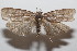  ( - 20-SRNP-102294)  @11 [ ] CreativeCommons  Attribution Non-Commercial Share-Alike (2023) Daniel H. Janzen Guanacaste Dry Forest Conservation Fund
