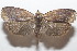  ( - 20-SRNP-102367)  @11 [ ] CreativeCommons  Attribution Non-Commercial Share-Alike (2023) Daniel H. Janzen Guanacaste Dry Forest Conservation Fund