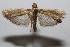 ( - 20-SRNP-102399)  @11 [ ] CreativeCommons  Attribution Non-Commercial Share-Alike (2023) Daniel H. Janzen Guanacaste Dry Forest Conservation Fund
