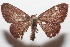  ( - 20-SRNP-102763)  @11 [ ] CreativeCommons  Attribution Non-Commercial Share-Alike (2023) Daniel H. Janzen Guanacaste Dry Forest Conservation Fund