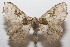  ( - 20-SRNP-102945)  @11 [ ] CreativeCommons  Attribution Non-Commercial Share-Alike (2023) Daniel H. Janzen Guanacaste Dry Forest Conservation Fund