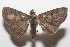  ( - 20-SRNP-103398)  @11 [ ] CreativeCommons  Attribution Non-Commercial Share-Alike (2023) Daniel H. Janzen Guanacaste Dry Forest Conservation Fund