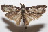  ( - 20-SRNP-103488)  @11 [ ] CreativeCommons  Attribution Non-Commercial Share-Alike (2023) Daniel H. Janzen Guanacaste Dry Forest Conservation Fund