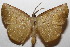  ( - 20-SRNP-104125)  @11 [ ] CreativeCommons  Attribution Non-Commercial Share-Alike (2023) Daniel H. Janzen Guanacaste Dry Forest Conservation Fund