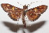  ( - 20-SRNP-104184)  @11 [ ] CreativeCommons  Attribution Non-Commercial Share-Alike (2023) Daniel H. Janzen Guanacaste Dry Forest Conservation Fund