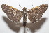  ( - 20-SRNP-104207)  @11 [ ] CreativeCommons  Attribution Non-Commercial Share-Alike (2023) Daniel H. Janzen Guanacaste Dry Forest Conservation Fund