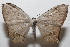 ( - 20-SRNP-104226)  @11 [ ] CreativeCommons  Attribution Non-Commercial Share-Alike (2023) Daniel H. Janzen Guanacaste Dry Forest Conservation Fund