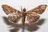  ( - 20-SRNP-104684)  @11 [ ] CreativeCommons  Attribution Non-Commercial Share-Alike (2023) Daniel H. Janzen Guanacaste Dry Forest Conservation Fund