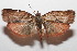  ( - 20-SRNP-104691)  @11 [ ] CreativeCommons  Attribution Non-Commercial Share-Alike (2023) Daniel H. Janzen Guanacaste Dry Forest Conservation Fund