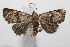  ( - 20-SRNP-104740)  @11 [ ] CreativeCommons  Attribution Non-Commercial Share-Alike (2023) Daniel H. Janzen Guanacaste Dry Forest Conservation Fund