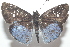  ( - 20-SRNP-21138)  @11 [ ] CreativeCommons  Attribution Non-Commercial Share-Alike (2023) Daniel H. Janzen Guanacaste Dry Forest Conservation Fund