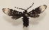  ( - 20-SRNP-31855)  @11 [ ] CreativeCommons  Attribution Non-Commercial Share-Alike (2023) Daniel H. Janzen Guanacaste Dry Forest Conservation Fund