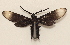  ( - 20-SRNP-31855)  @11 [ ] CreativeCommons  Attribution Non-Commercial Share-Alike (2023) Daniel H. Janzen Guanacaste Dry Forest Conservation Fund