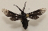  ( - 20-SRNP-31860)  @11 [ ] CreativeCommons  Attribution Non-Commercial Share-Alike (2023) Daniel H. Janzen Guanacaste Dry Forest Conservation Fund