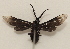  ( - 20-SRNP-31860)  @11 [ ] CreativeCommons  Attribution Non-Commercial Share-Alike (2023) Daniel H. Janzen Guanacaste Dry Forest Conservation Fund