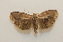  ( - 20-SRNP-35414)  @11 [ ] CreativeCommons  Attribution Non-Commercial Share-Alike (2023) Daniel H. Janzen Guanacaste Dry Forest Conservation Fund