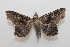  ( - 20-SRNP-41362)  @11 [ ] CreativeCommons  Attribution Non-Commercial Share-Alike (2023) Daniel H. Janzen Guanacaste Dry Forest Conservation Fund