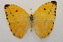  ( - 20-SRNP-55276)  @11 [ ] CreativeCommons  Attribution Non-Commercial Share-Alike (2023) Daniel H. Janzen Guanacaste Dry Forest Conservation Fund