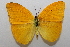 ( - 20-SRNP-55578)  @11 [ ] CreativeCommons  Attribution Non-Commercial Share-Alike (2023) Daniel H. Janzen Guanacaste Dry Forest Conservation Fund