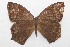  ( - 20-SRNP-75006)  @11 [ ] CreativeCommons  Attribution Non-Commercial Share-Alike (2023) Daniel H. Janzen Guanacaste Dry Forest Conservation Fund