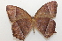  ( - 20-SRNP-75006)  @11 [ ] CreativeCommons  Attribution Non-Commercial Share-Alike (2023) Daniel H. Janzen Guanacaste Dry Forest Conservation Fund