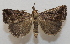  ( - 20-SRNP-75880)  @11 [ ] CreativeCommons  Attribution Non-Commercial Share-Alike (2023) Daniel H. Janzen Guanacaste Dry Forest Conservation Fund