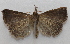  ( - 20-SRNP-75880)  @11 [ ] CreativeCommons  Attribution Non-Commercial Share-Alike (2023) Daniel H. Janzen Guanacaste Dry Forest Conservation Fund