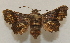  ( - 20-SRNP-759)  @11 [ ] CreativeCommons  Attribution Non-Commercial Share-Alike (2023) Daniel H. Janzen Guanacaste Dry Forest Conservation Fund