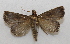 ( - 20-SRNP-75902)  @11 [ ] CreativeCommons  Attribution Non-Commercial Share-Alike (2023) Daniel H. Janzen Guanacaste Dry Forest Conservation Fund