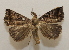  ( - 20-SRNP-75949)  @11 [ ] CreativeCommons  Attribution Non-Commercial Share-Alike (2023) Daniel H. Janzen Guanacaste Dry Forest Conservation Fund