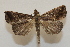  ( - 20-SRNP-75951)  @11 [ ] CreativeCommons  Attribution Non-Commercial Share-Alike (2023) Daniel H. Janzen Guanacaste Dry Forest Conservation Fund