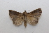  ( - 20-SRNP-75954)  @11 [ ] CreativeCommons  Attribution Non-Commercial Share-Alike (2023) Daniel H. Janzen Guanacaste Dry Forest Conservation Fund