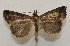  ( - 20-SRNP-76035)  @11 [ ] CreativeCommons  Attribution Non-Commercial Share-Alike (2023) Daniel H. Janzen Guanacaste Dry Forest Conservation Fund