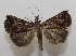  ( - 20-SRNP-76037)  @11 [ ] CreativeCommons  Attribution Non-Commercial Share-Alike (2023) Daniel H. Janzen Guanacaste Dry Forest Conservation Fund