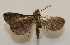  ( - 20-SRNP-80645)  @11 [ ] CreativeCommons  Attribution Non-Commercial Share-Alike (2023) Daniel H. Janzen Guanacaste Dry Forest Conservation Fund