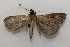  ( - 20-SRNP-80645)  @11 [ ] CreativeCommons  Attribution Non-Commercial Share-Alike (2023) Daniel H. Janzen Guanacaste Dry Forest Conservation Fund
