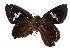  ( - 16-SRNP-55214)  @11 [ ] CreativeCommons  Attribution Non-Commercial Share-Alike (2019) Daniel H. Janzen Guanacaste Dry Forest Conservation Fund