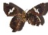  (Cephise Janzen01 - 16-SRNP-55214)  @11 [ ] CreativeCommons  Attribution Non-Commercial Share-Alike (2019) Daniel H. Janzen Guanacaste Dry Forest Conservation Fund