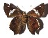  ( - 17-SRNP-20599)  @11 [ ] CreativeCommons  Attribution Non-Commercial Share-Alike (2019) Daniel H. Janzen Guanacaste Dry Forest Conservation Fund
