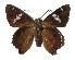  ( - 17-SRNP-20600)  @11 [ ] CreativeCommons  Attribution Non-Commercial Share-Alike (2019) Daniel H. Janzen Guanacaste Dry Forest Conservation Fund