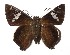  ( - 17-SRNP-20617)  @11 [ ] CreativeCommons  Attribution Non-Commercial Share-Alike (2019) Daniel H. Janzen Guanacaste Dry Forest Conservation Fund