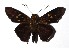  ( - 17-SRNP-20655)  @14 [ ] CreativeCommons  Attribution Non-Commercial Share-Alike (2019) Daniel H. Janzen Guanacaste Dry Forest Conservation Fund