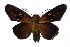  ( - 17-SRNP-20656)  @14 [ ] CreativeCommons  Attribution Non-Commercial Share-Alike (2019) Daniel H. Janzen Guanacaste Dry Forest Conservation Fund