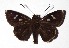  ( - 17-SRNP-20754)  @14 [ ] CreativeCommons  Attribution Non-Commercial Share-Alike (2019) Daniel H. Janzen Guanacaste Dry Forest Conservation Fund