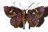  ( - 17-SRNP-20754)  @14 [ ] CreativeCommons  Attribution Non-Commercial Share-Alike (2019) Daniel H. Janzen Guanacaste Dry Forest Conservation Fund