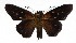  ( - 17-SRNP-20831)  @14 [ ] CreativeCommons  Attribution Non-Commercial Share-Alike (2019) Daniel H. Janzen Guanacaste Dry Forest Conservation Fund
