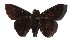  ( - 17-SRNP-20837)  @14 [ ] CreativeCommons  Attribution Non-Commercial Share-Alike (2019) Daniel H. Janzen Guanacaste Dry Forest Conservation Fund
