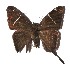  ( - 17-SRNP-35039)  @13 [ ] CreativeCommons  Attribution Non-Commercial Share-Alike (2019) Daniel H. Janzen Guanacaste Dry Forest Conservation Fund