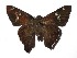  ( - 17-SRNP-45432)  @13 [ ] CreativeCommons  Attribution Non-Commercial Share-Alike (2019) Daniel H. Janzen Guanacaste Dry Forest Conservation Fund
